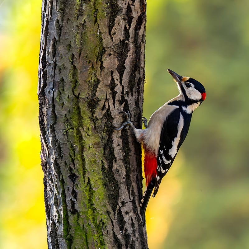 Vibrant Woodpecker Perched On Mossy Tree Trunk In Forest
