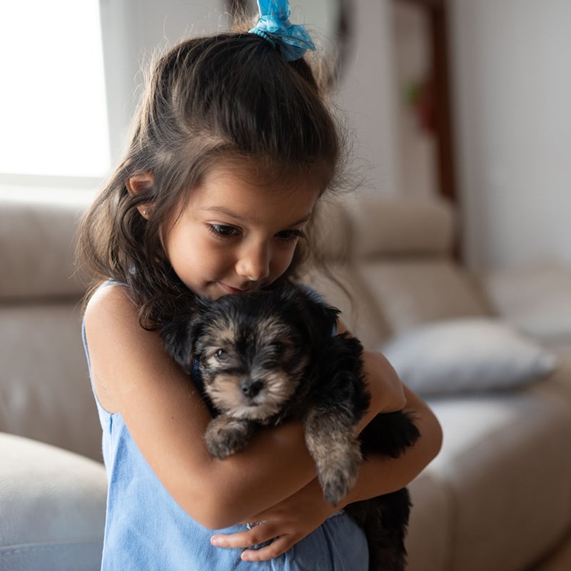 Little Four Years Pretty Girl With Domestic Pet At Home Sofa. Children And Dog. Care Animals