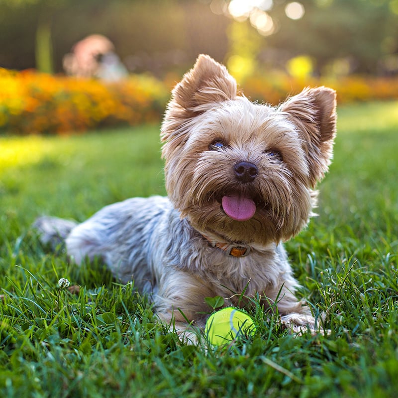Beautiful Yorkshire Terrier Playing With A Ball On A Grass