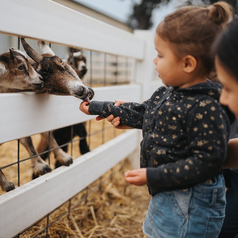 Toddler Girl Feeds A Goat At A Petting Zoo
