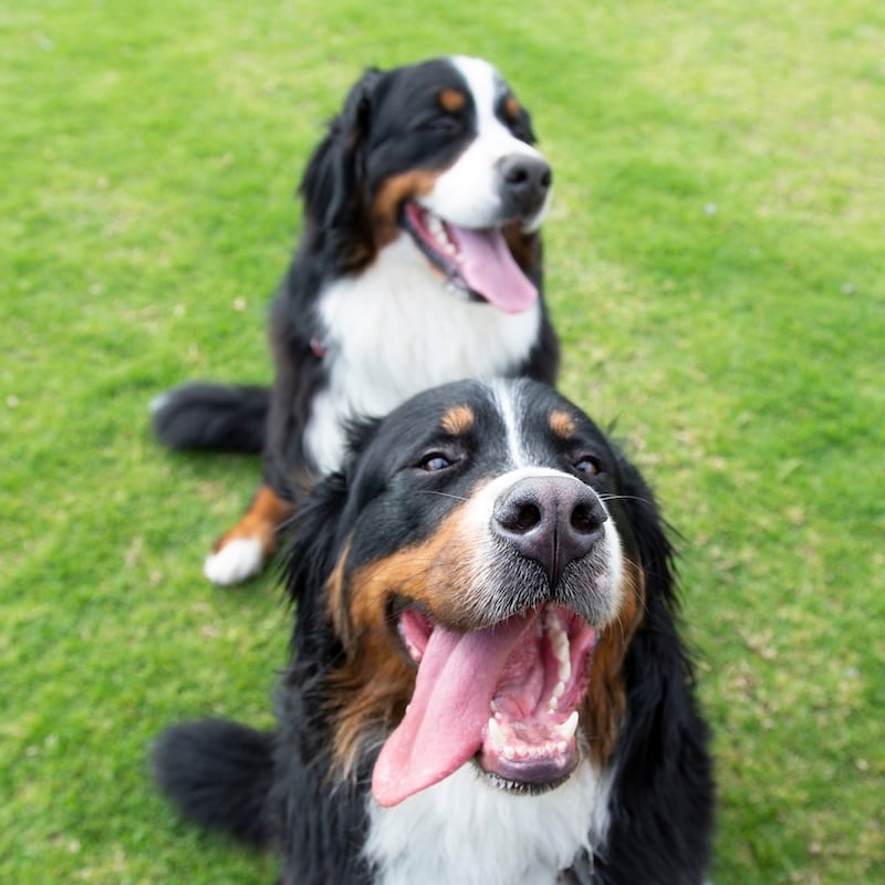 2 Every Dog Has Day