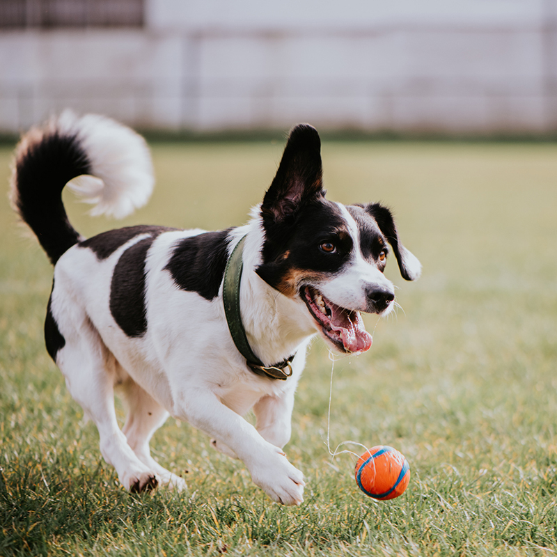 4 Every Dog Has Its Day