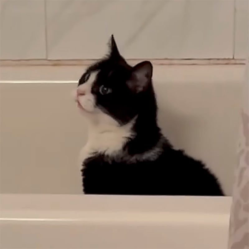 3 Cattitude Web