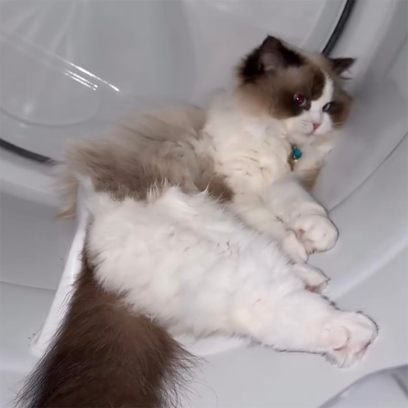 3 Cozy Cat Web