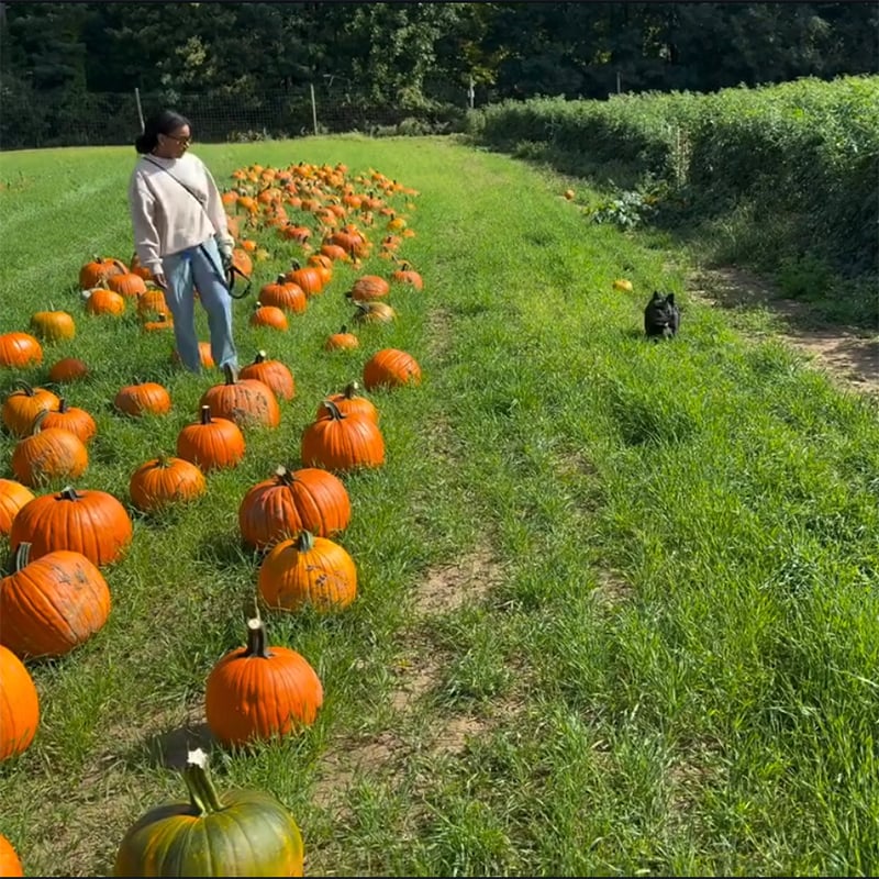 3 Pumpkin Picker Web