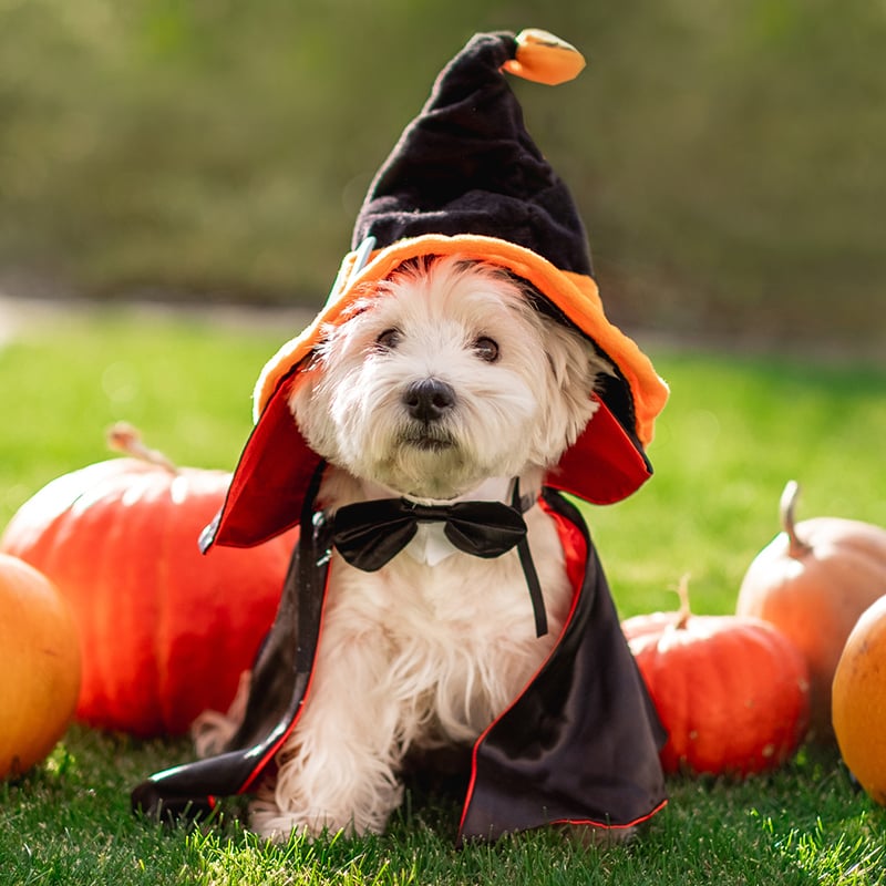 1 Halloween Fun