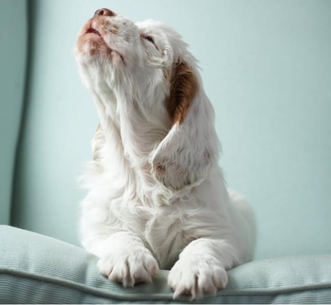 Petphotos3