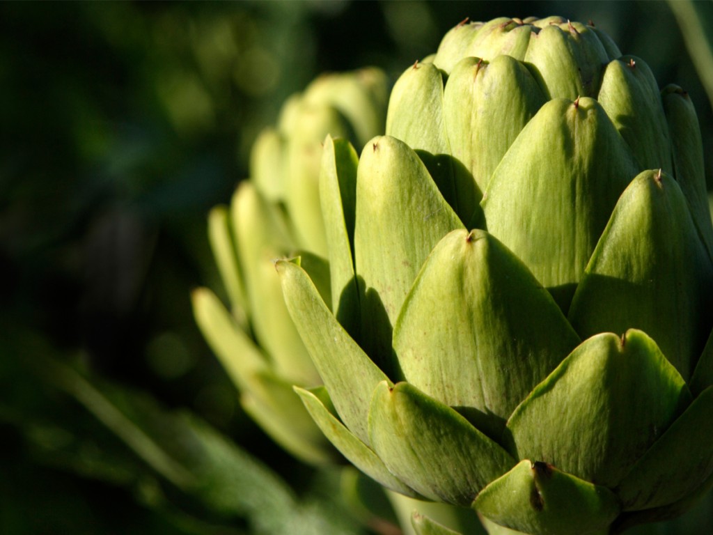 Artichokecrop