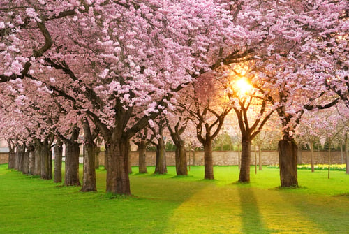 Cherry Blossom Festival  Branch Brook Park in Newark, NJ