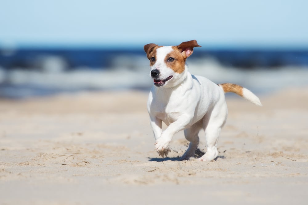 Shutterstock 603957668