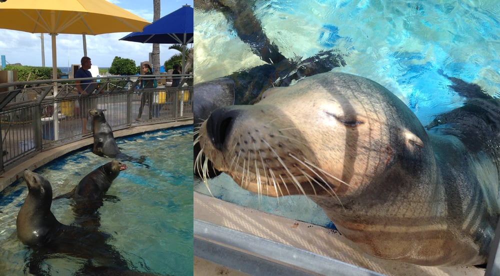 New Attractions At Sea Life Park   1114sealifeparkSEALS .jpe