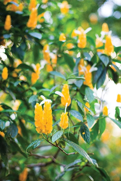 Lyon Arboretum 2