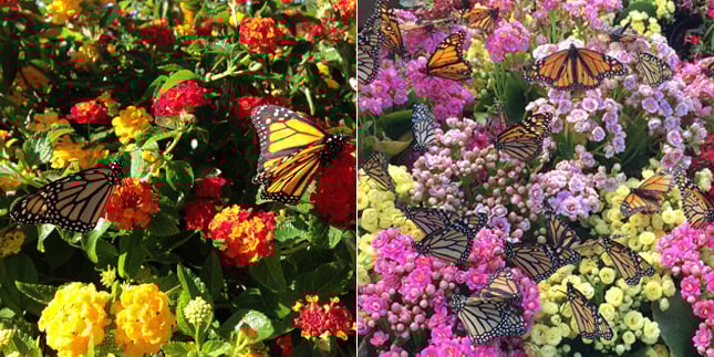 Grow a Backyard Butterfly Garden 2