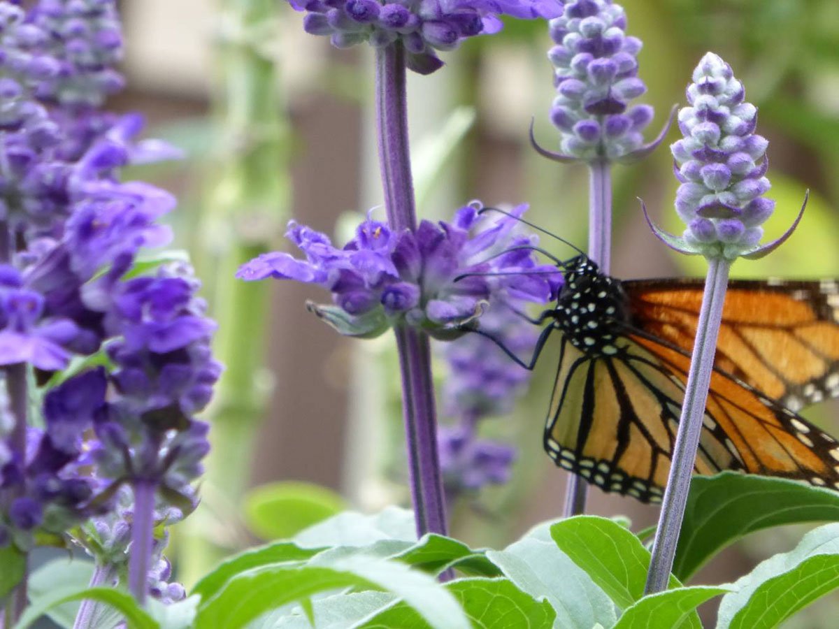Butterfly Garden Salvia