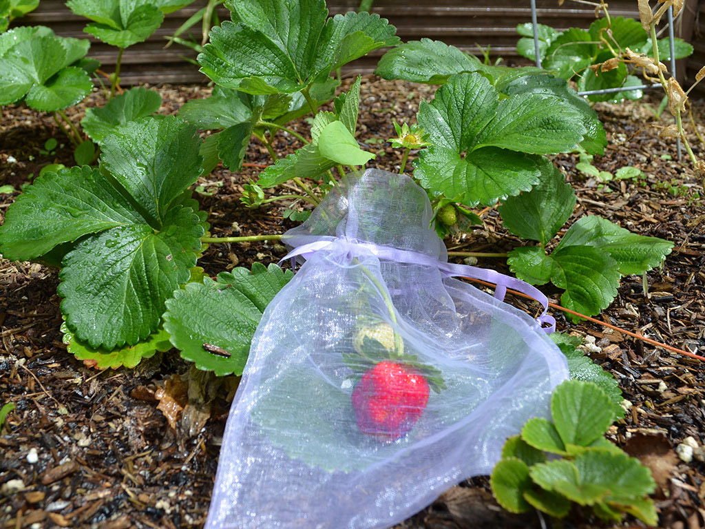Parent Hacks: 11 Tips and Tricks for Your Garden