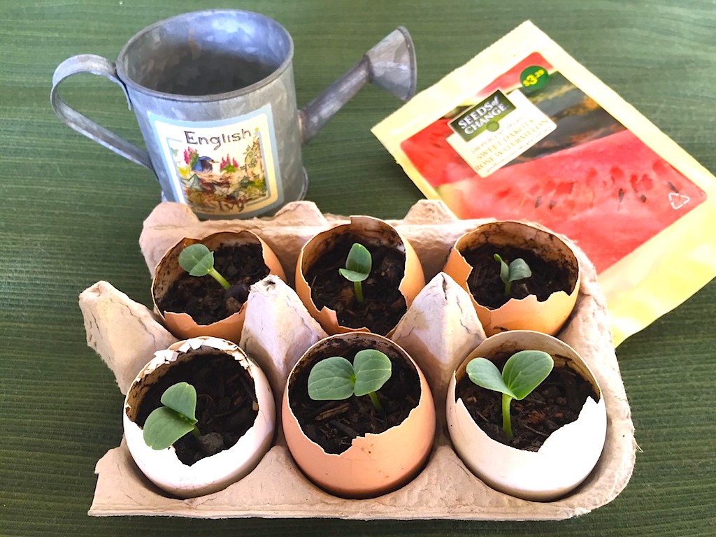 Parent-Hacks-Garden-Eggshell-Plant-Seedlings-Growing.jpg