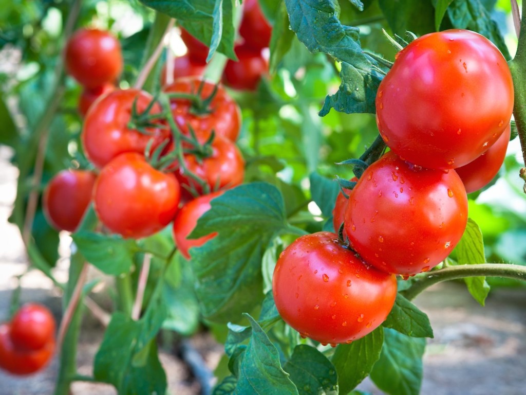 Parent-Hacks-Garden-Tomatoes-Photo.jpg