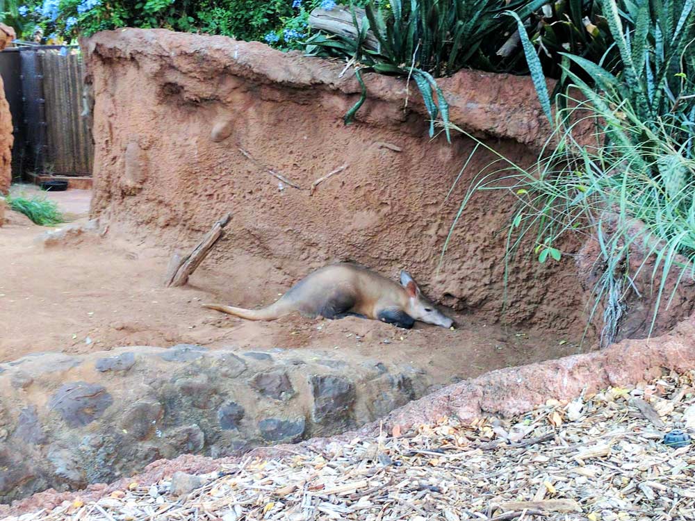 Honolulu Zoo Twilight Tours Aardvark
