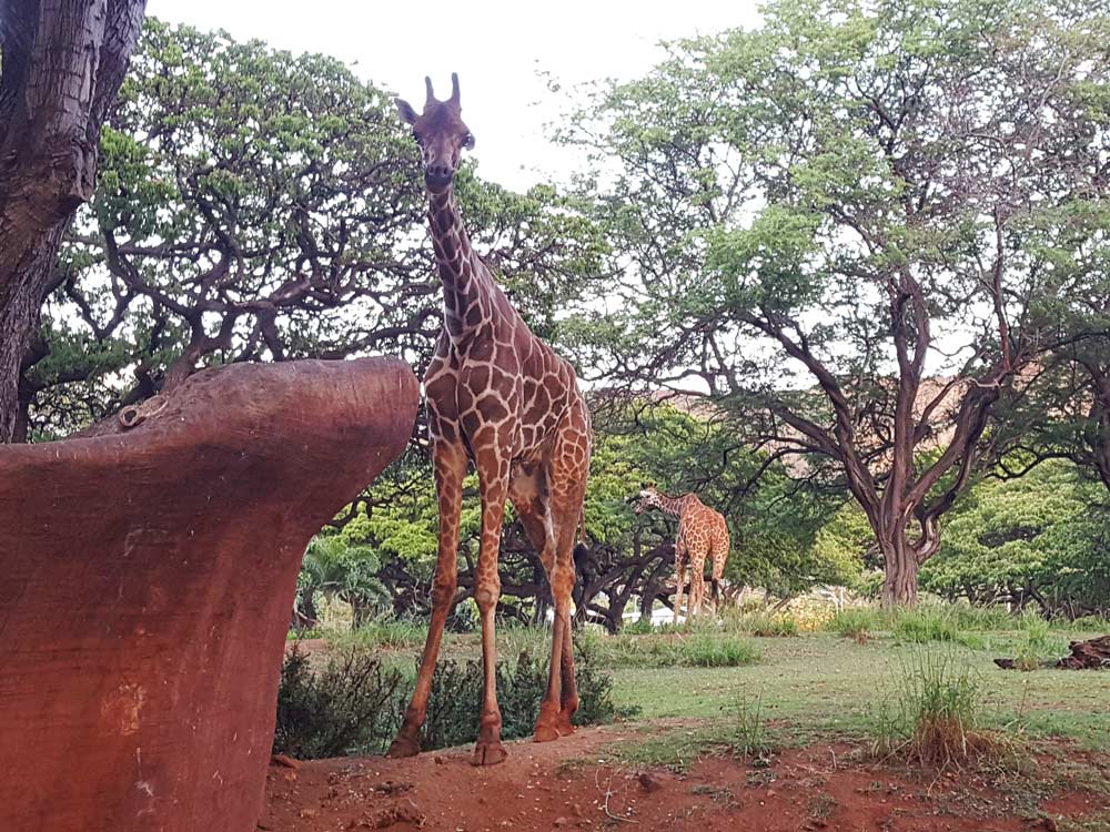 Honolulu Zoo Twilight Tours Giraffe