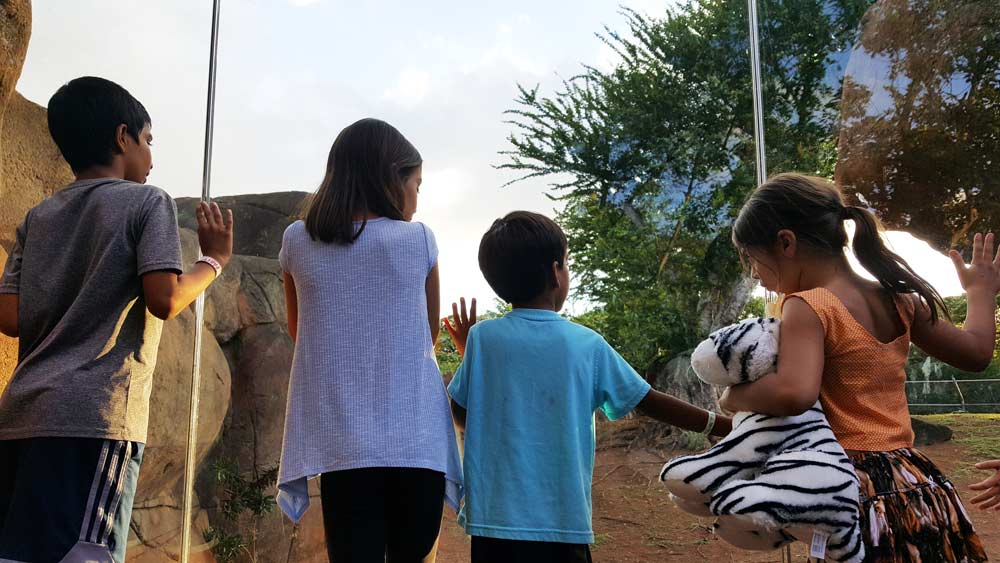 Honolulu Zoo Twilight Tours Kids