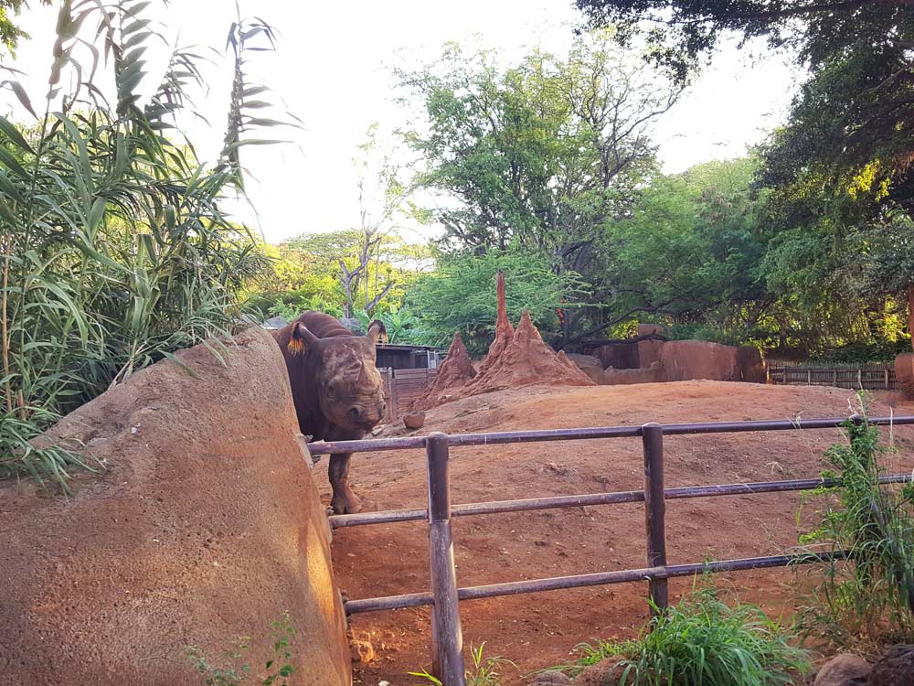 Honolulu Zoo Twilight Tours Rhinoceros