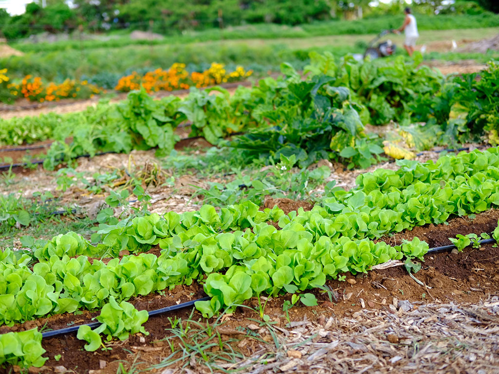 Inside Look: Keiki and Plow Organic Farm's U-Pick Harvests