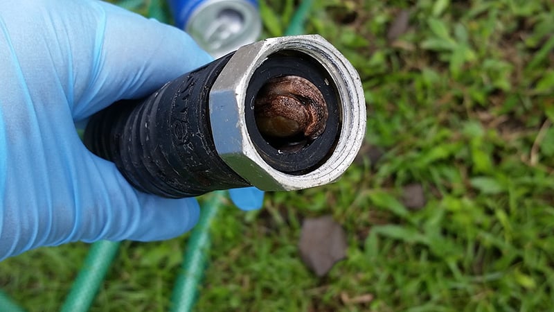 Rat Lungworm Disease - Slug in Garden Hose