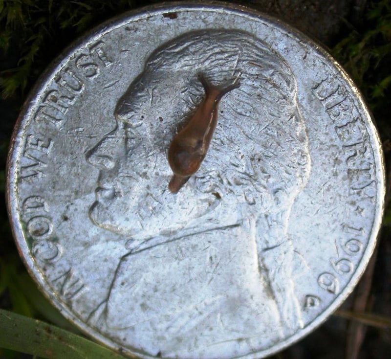 Rat Lungworm Disease - Slug on a Coin