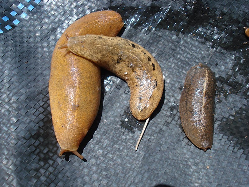 Rat Lungworm Disease - Slugs