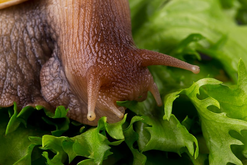 Rat Lungworm Disease - Slug on Lettuce