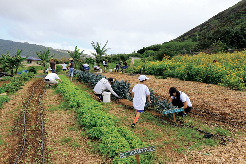 Keiki & Plow The garden at Keiki and Plow