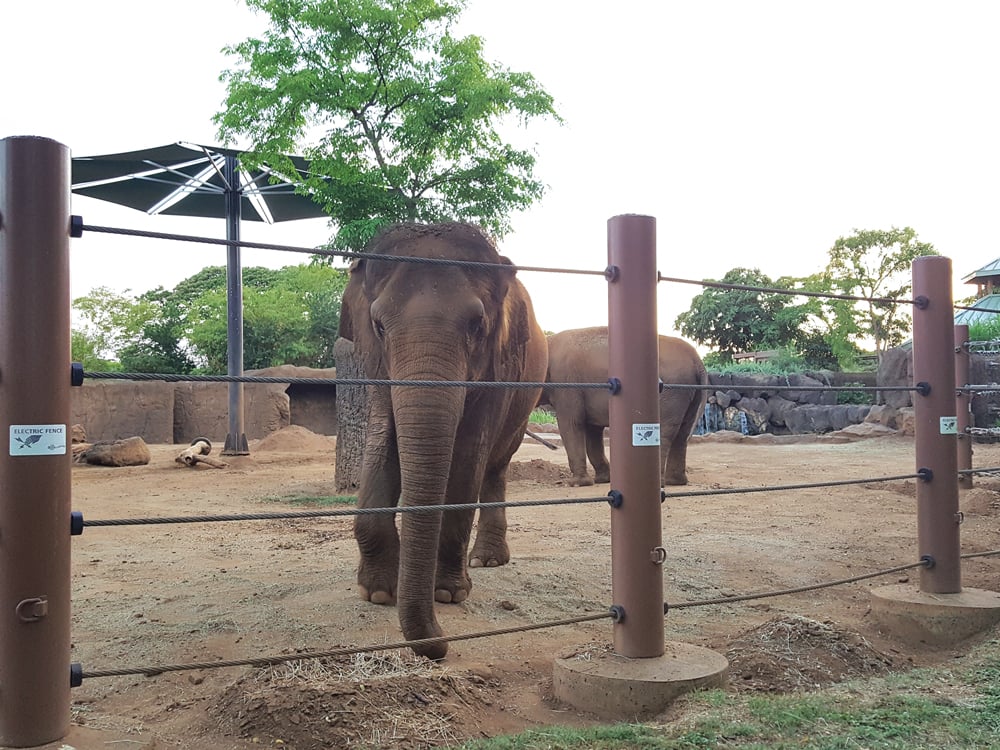 Elephants at Honolulu Zoo
