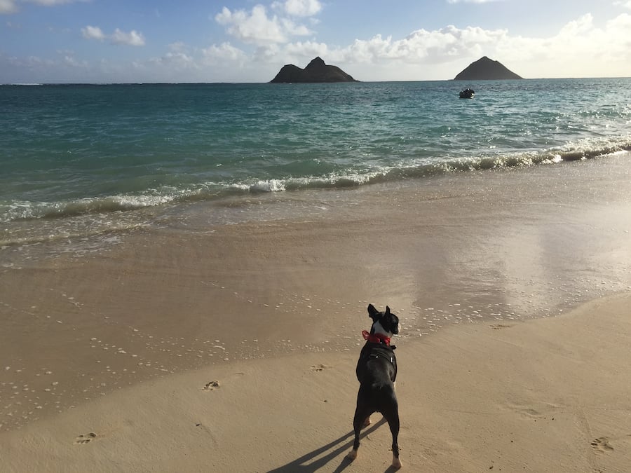 The Real Cost of Having a Pet in Hawai‘i—Part I: The Initial Expenses