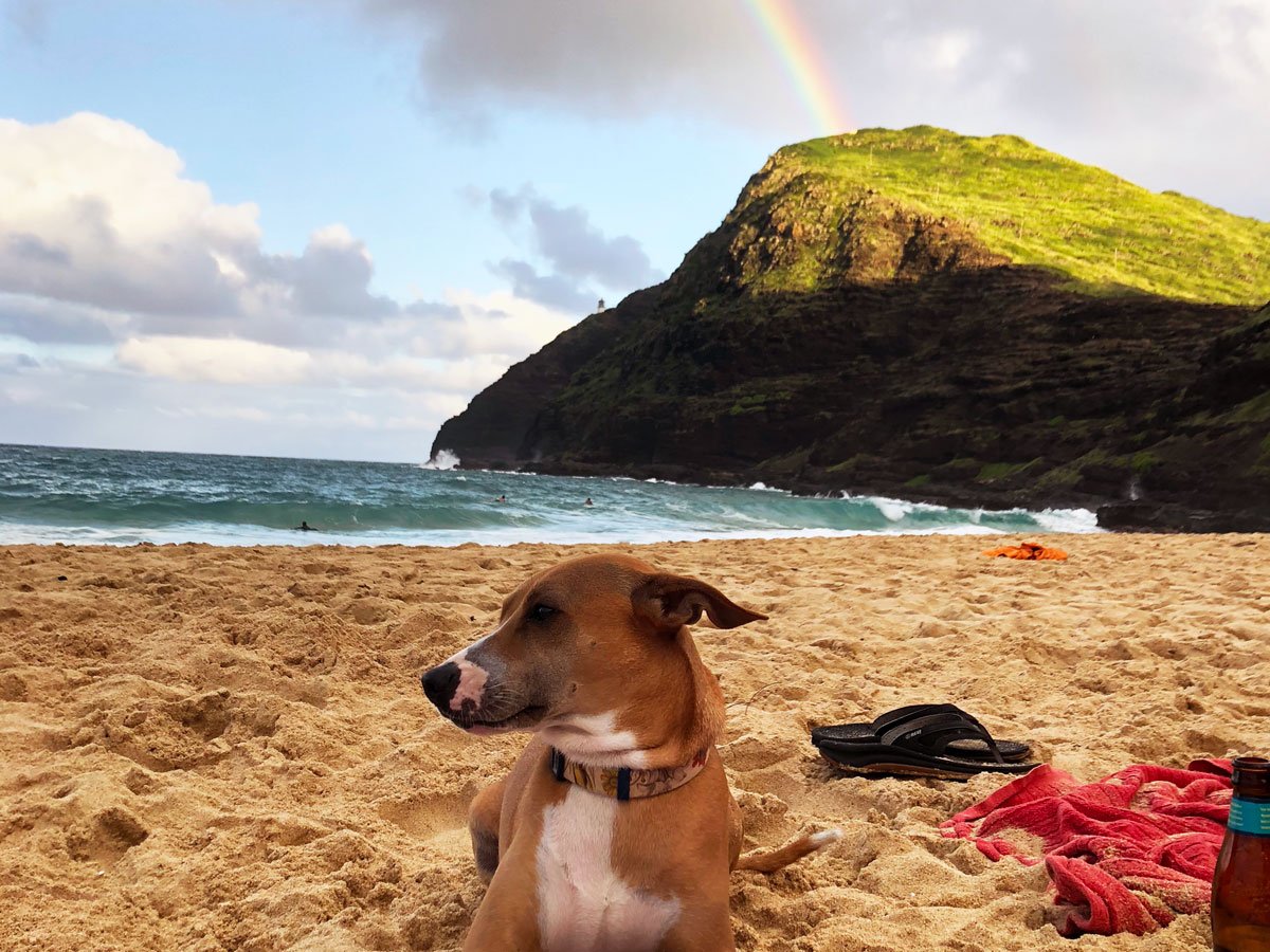 The Real Cost of Having a Pet in Hawai‘i—Part I: The Initial Expenses