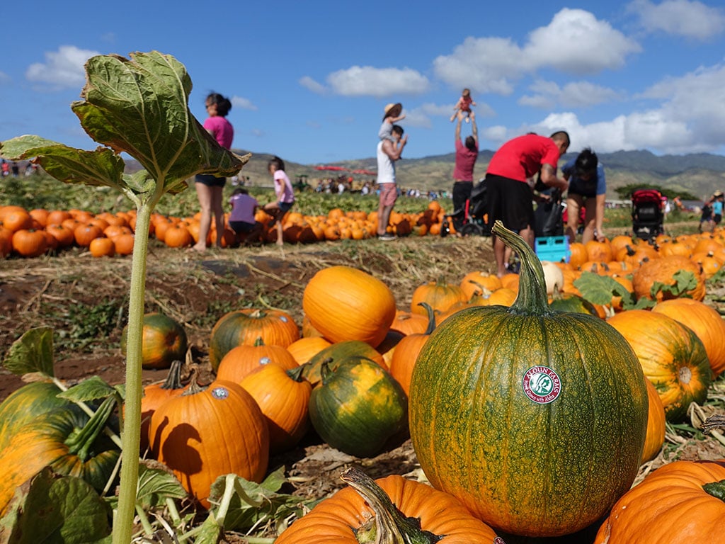 Our Family Guide Aloun Farms Pumpkin Festival 2019