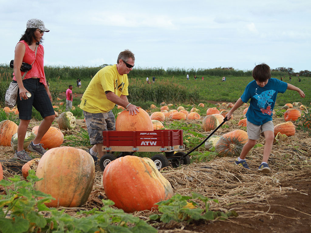 Our Family Guide Aloun Farms Pumpkin Festival 2019