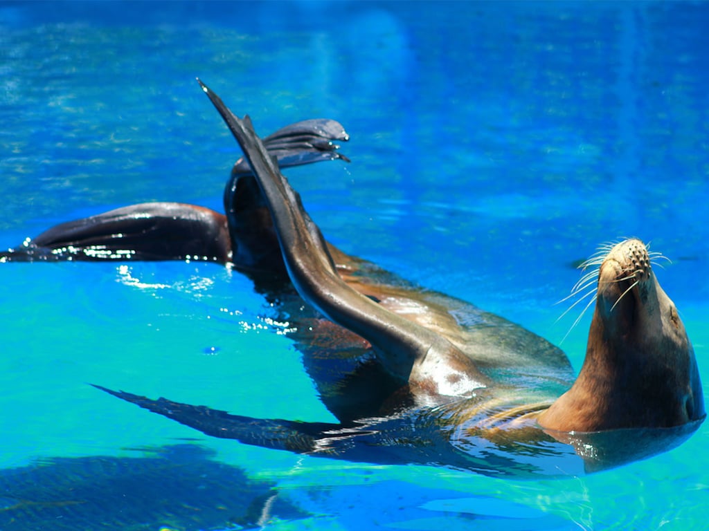Sea Life Park Sea Lion