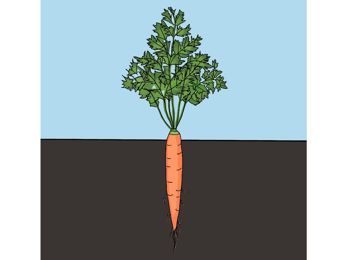Grow carrots in your family garden