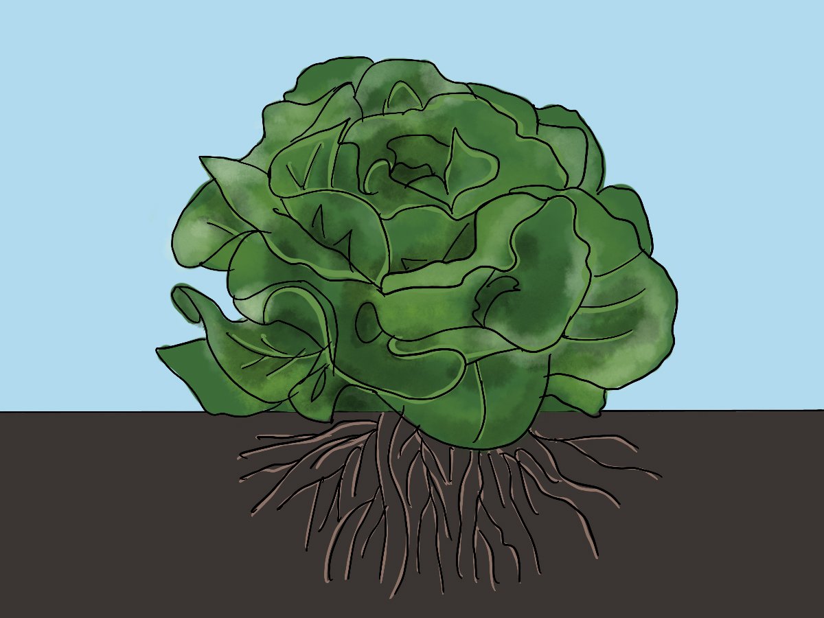 Grow lettuce in your family garden