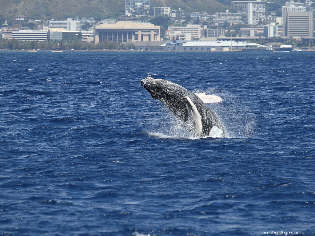 whale-watch-breeching