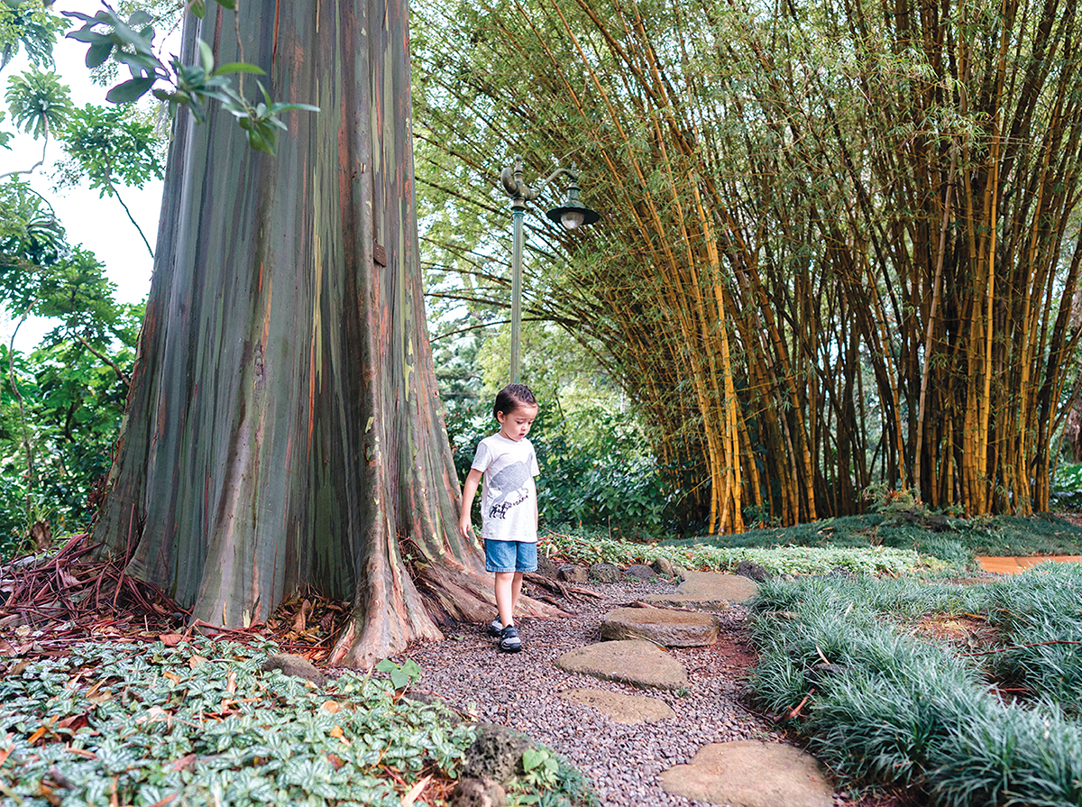 rainbow eucalyptus tree Wahiawa Botanical Garden Eucalyptus Tree