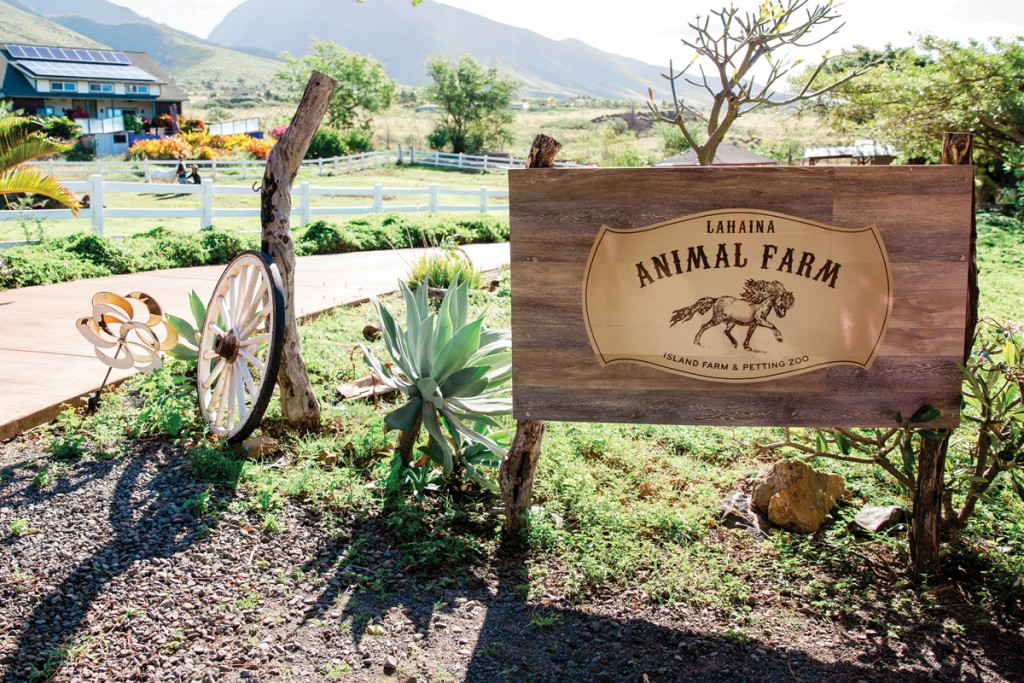 This Maui Animal Farm Is Filled With Tiny Animals