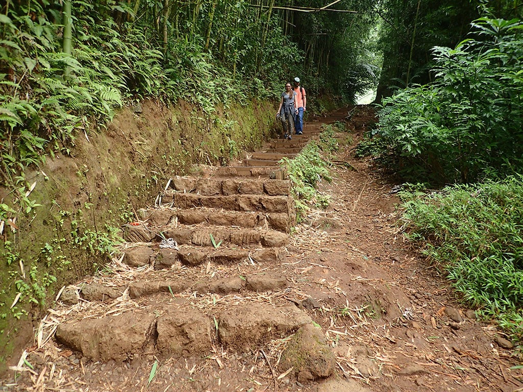 Family Friendly Trails Manoa Trail