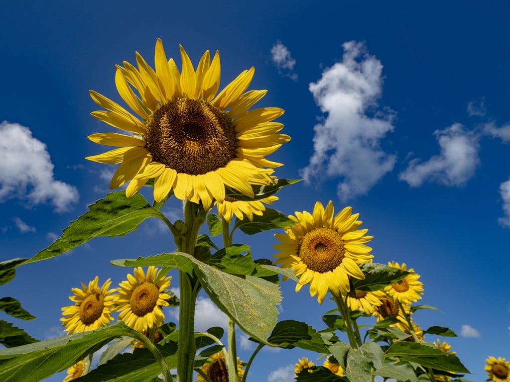 Sunflowers In Hawaii David Croxford Honolulu Magazine
