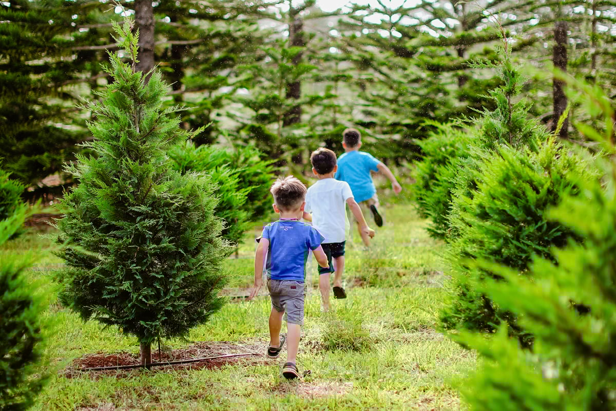 Helemano Farm Christmas Trees