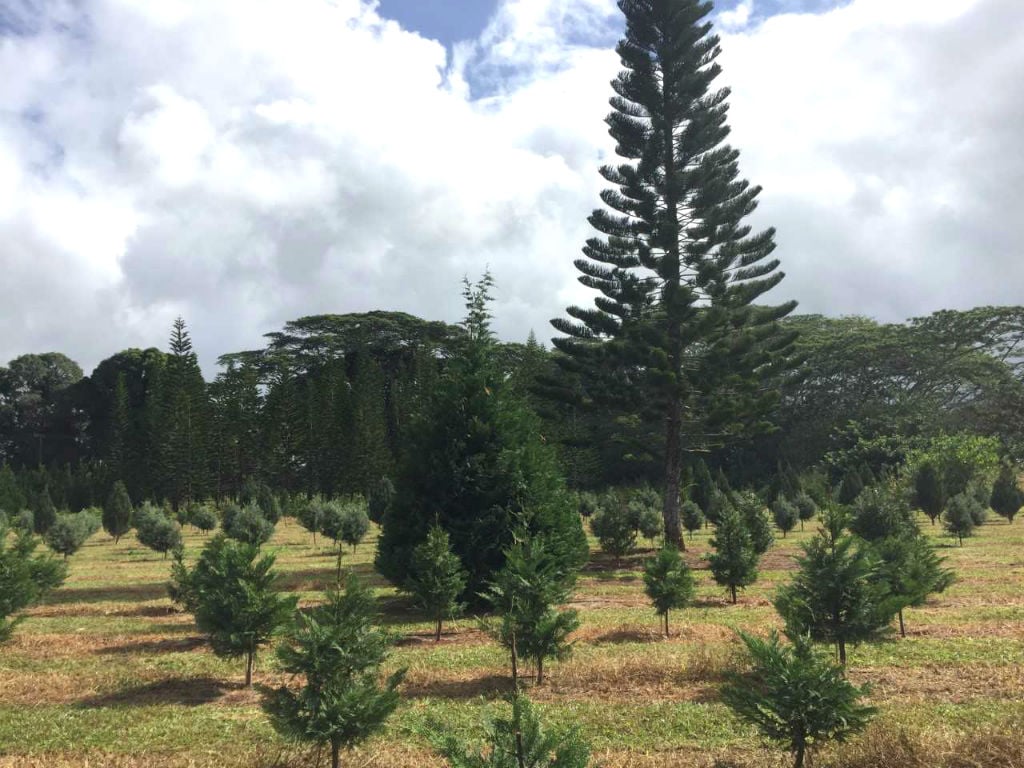 We-Tried-It-Helemano-Farms-Mama-Tree-Cypress-Huge-Norfolk.jpg