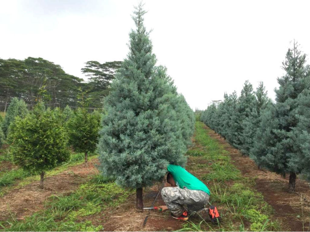 We-Tried-It-Helemano-Farms-Man-Cuts-Cypress-Down-With-Hand-Saw.jpg