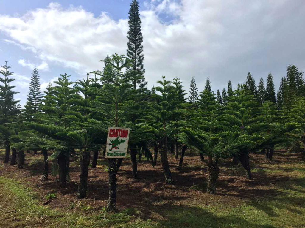We-Tried-It-Helemano-Farms-Norfolks-Tree-Crossing-Sign.jpg