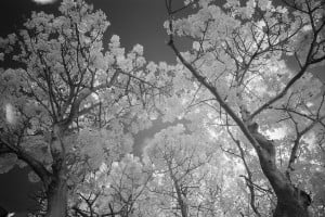 Baobab Tree University Of Hawaii Ay Trees 1561