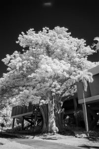 Baobab Tree University Of Hawaii Ay Trees 1564
